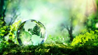 green glass globe in a forest